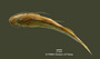 Pimelodella griffini FMNH 57974 holo d